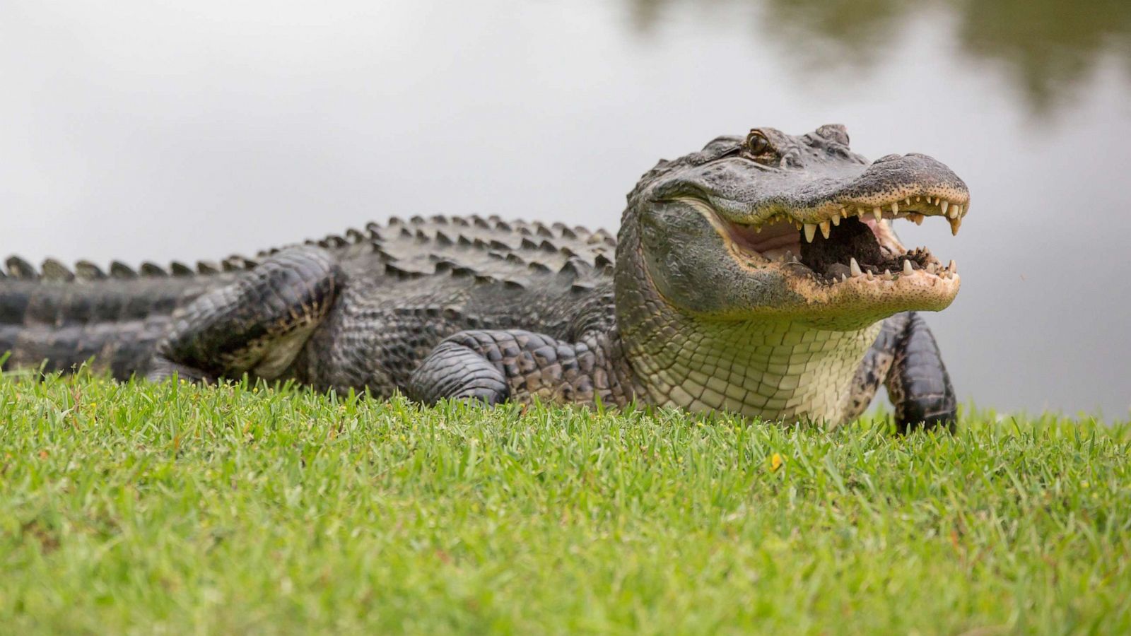 Alligator Encounter: Woman's Close Call With A Gator In South Carolina Neighborhood
