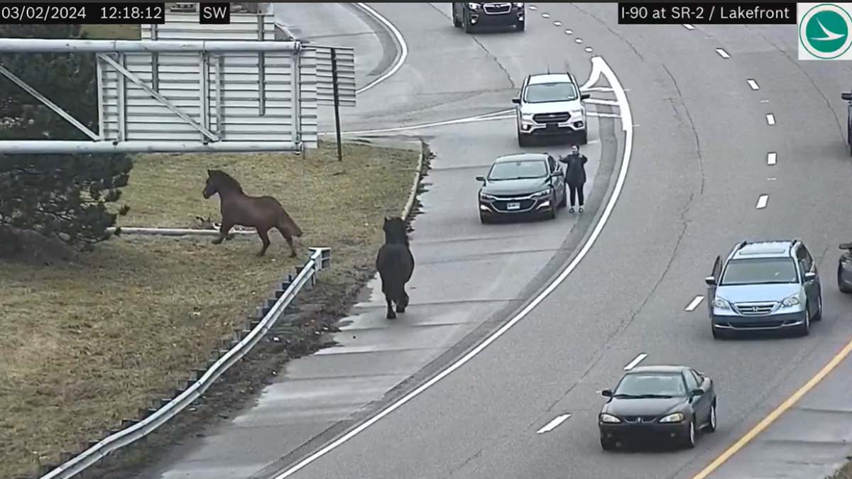 Two Horses Cause Commotion On Cleveland Highway After Escaping From Stable
